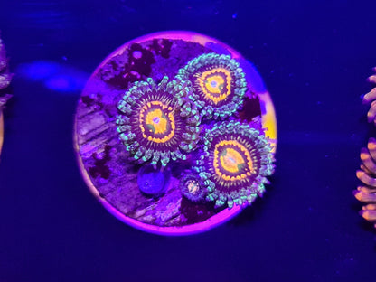 Rainbow Incinerator Zoanthid Frag
