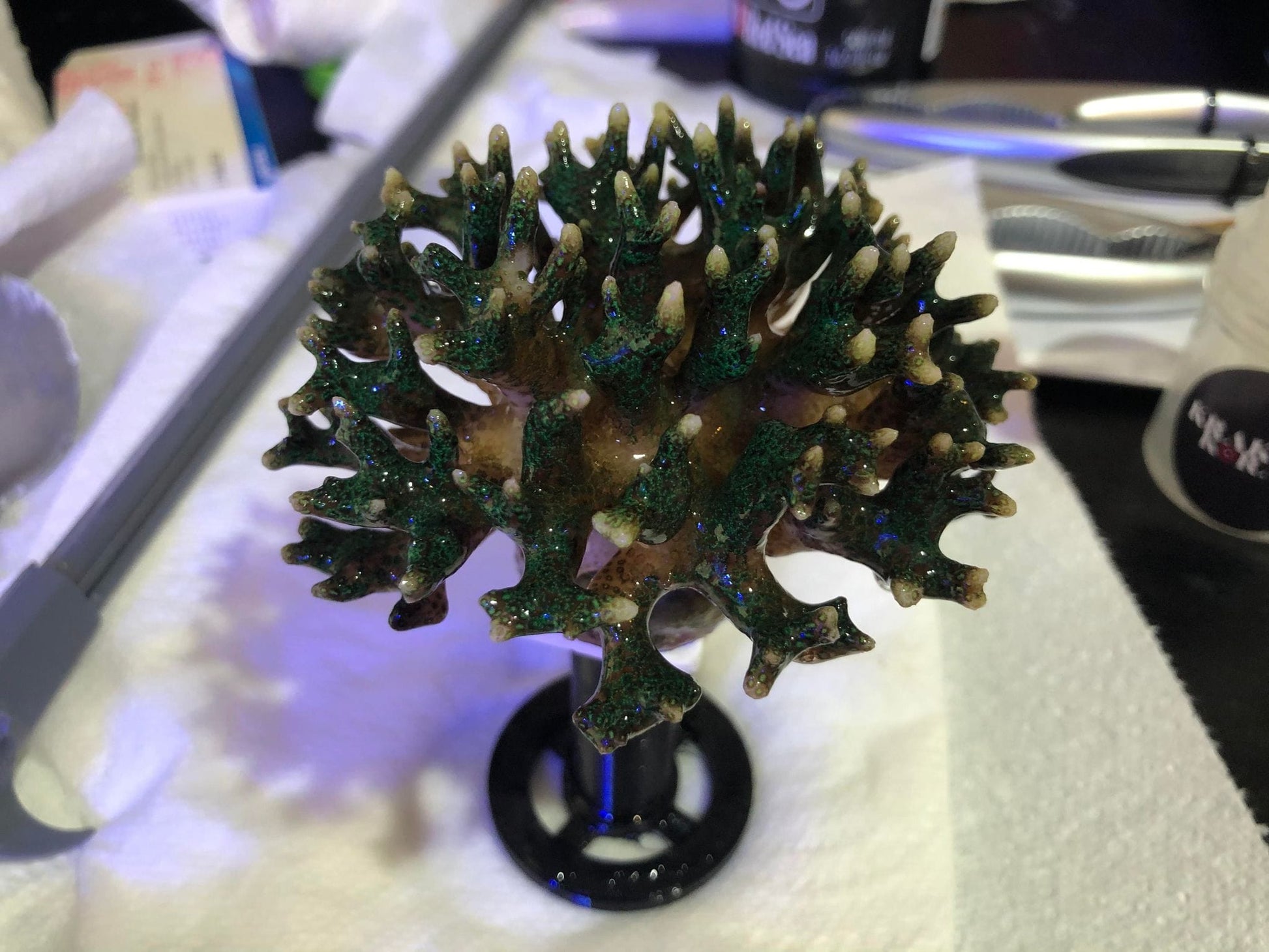Frag stand