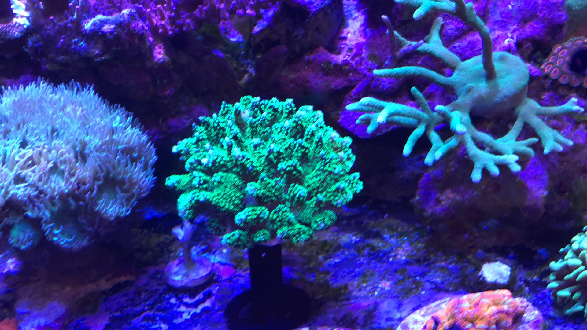 Frag stand