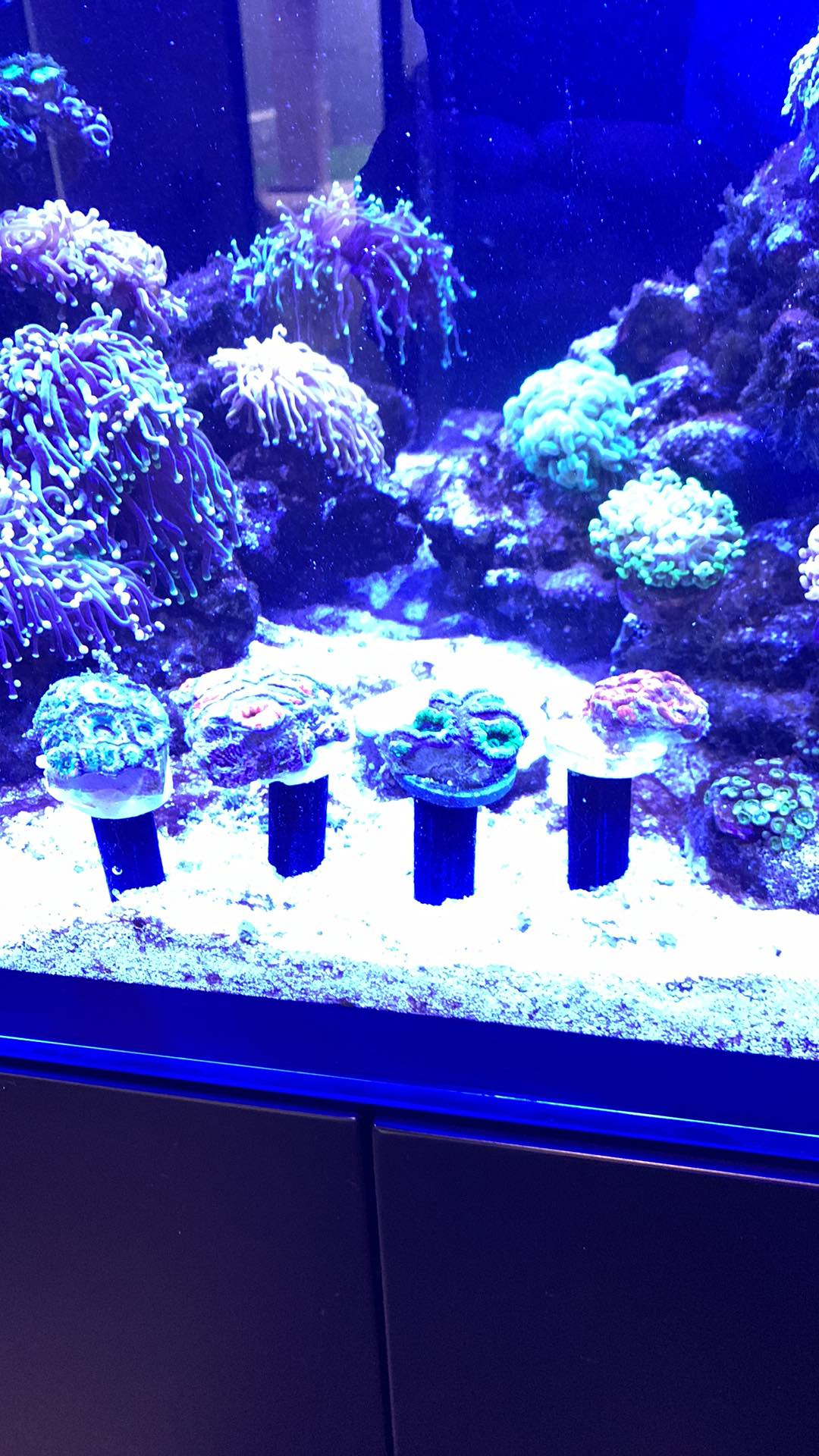 Frag stand