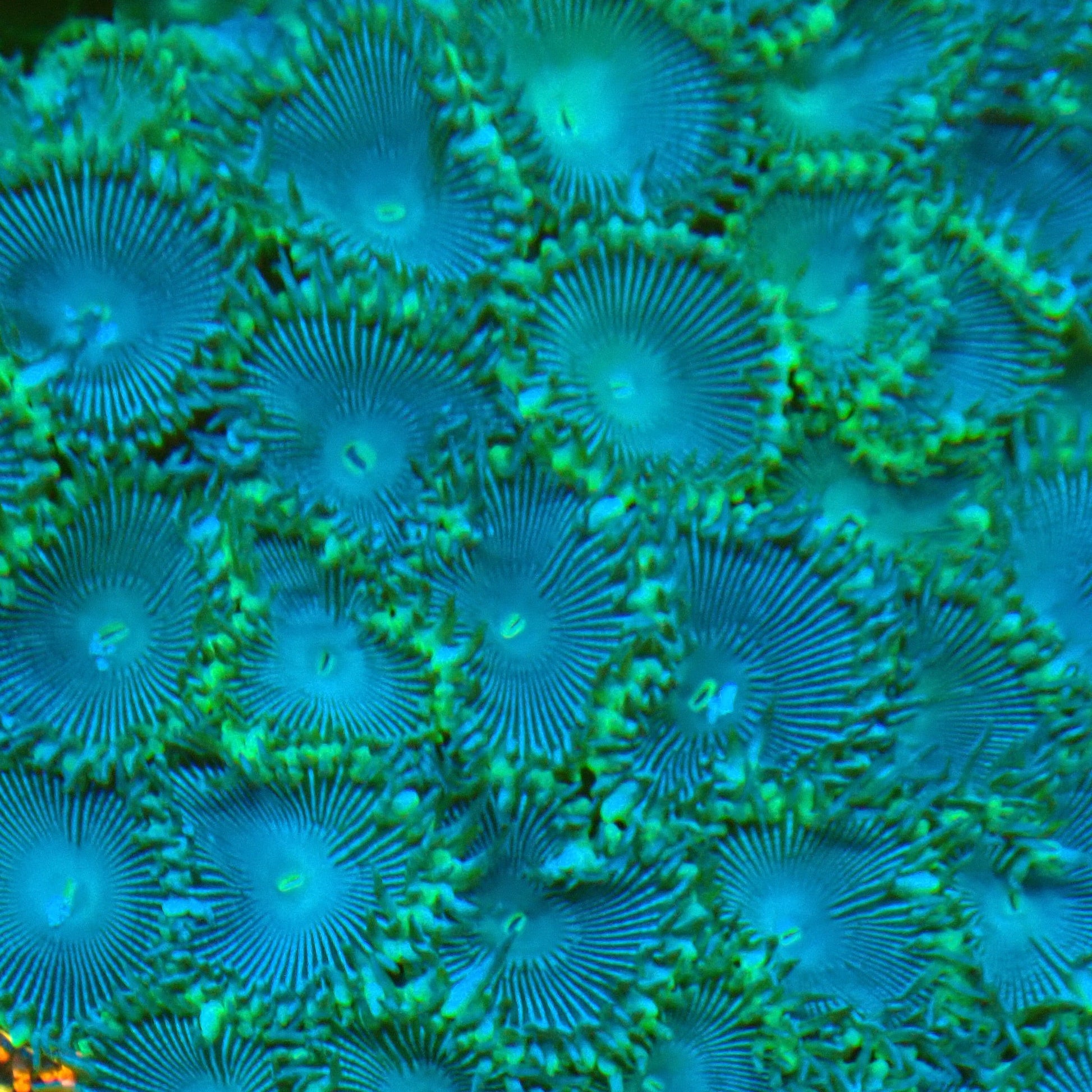 Blue Zoanthid Frag
