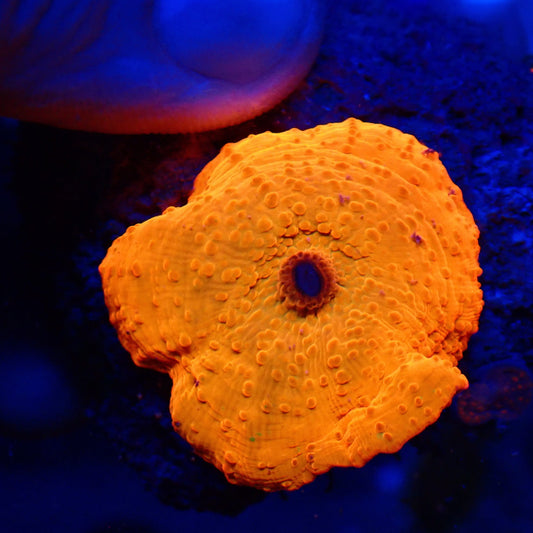 Bright Orange Mushroom