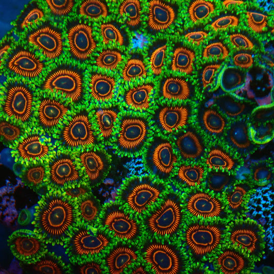 Candy Crush Zoanthid Frag