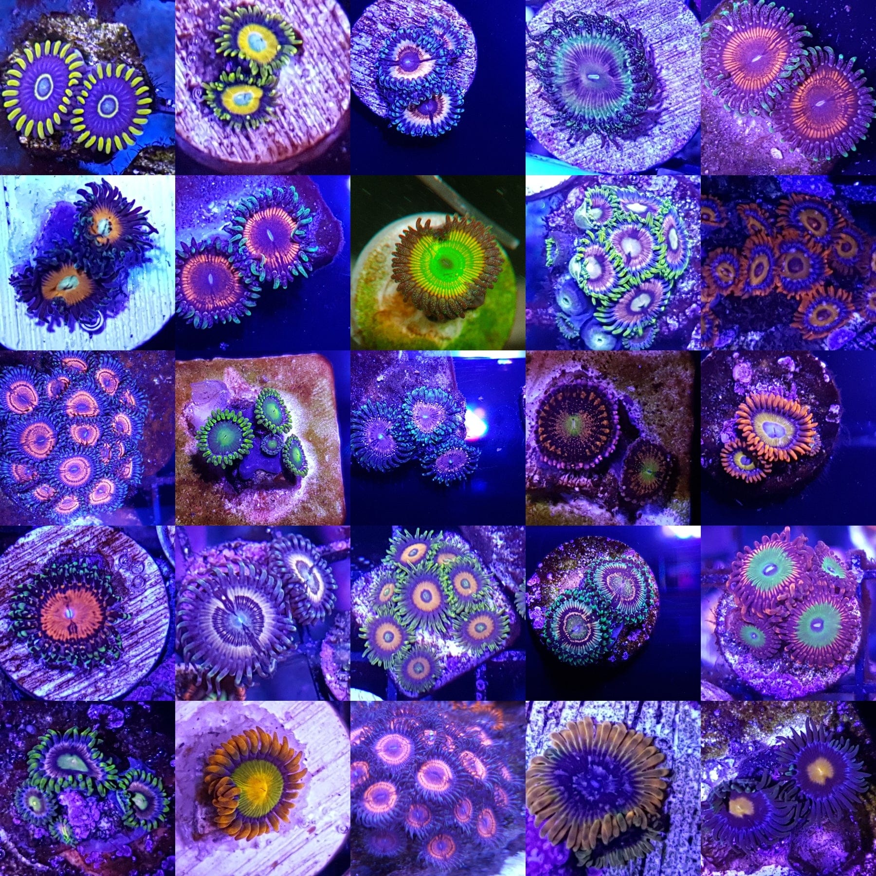 Zoanthid Pack - Lucky Dip (10 frags included)