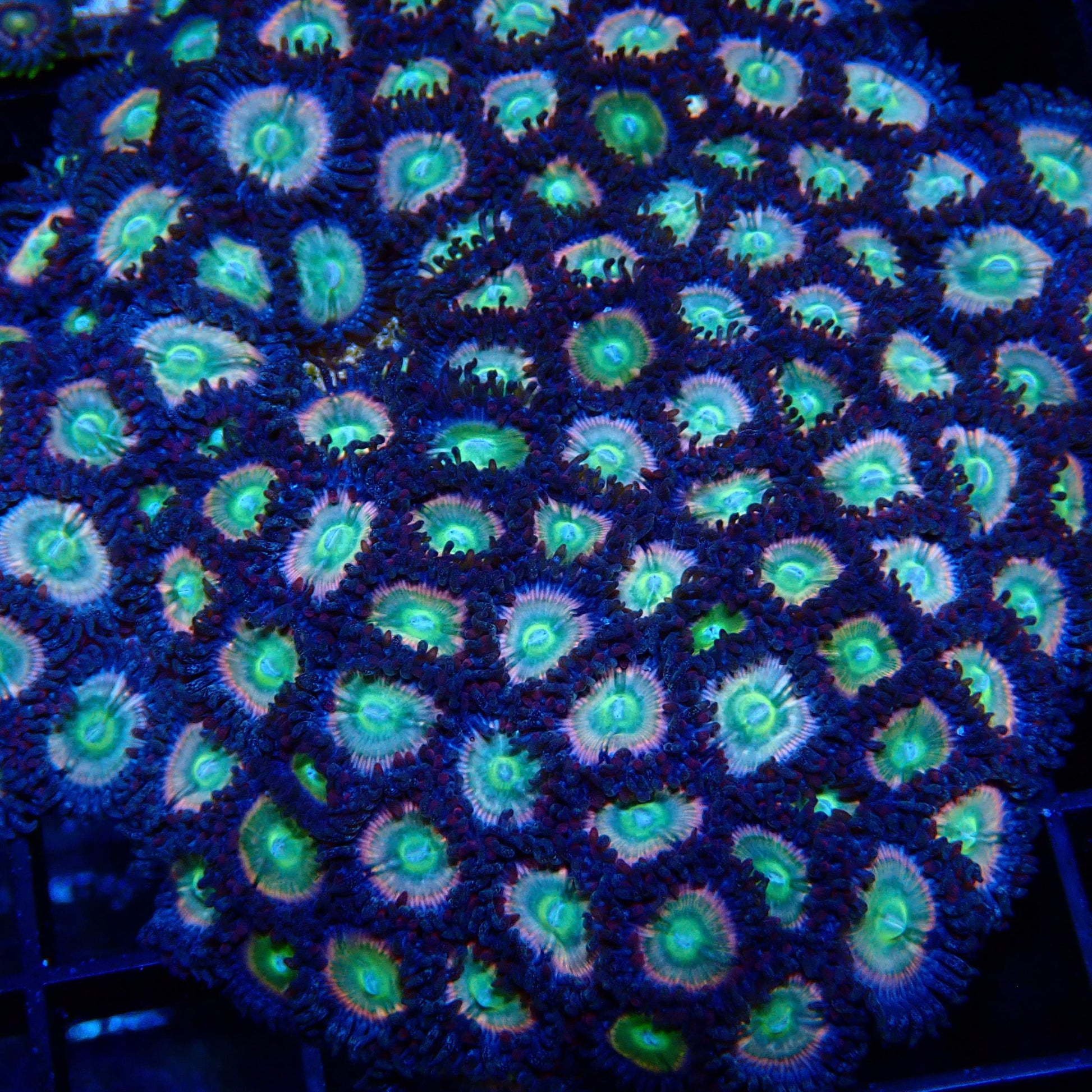 Raptor Rainbow Zoanthid Frag