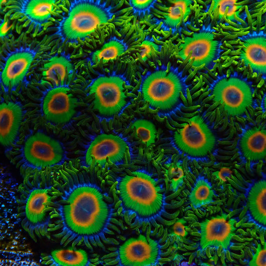 Rastas Zoanthid Frag