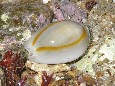 Gold Ring Cowrie Snail