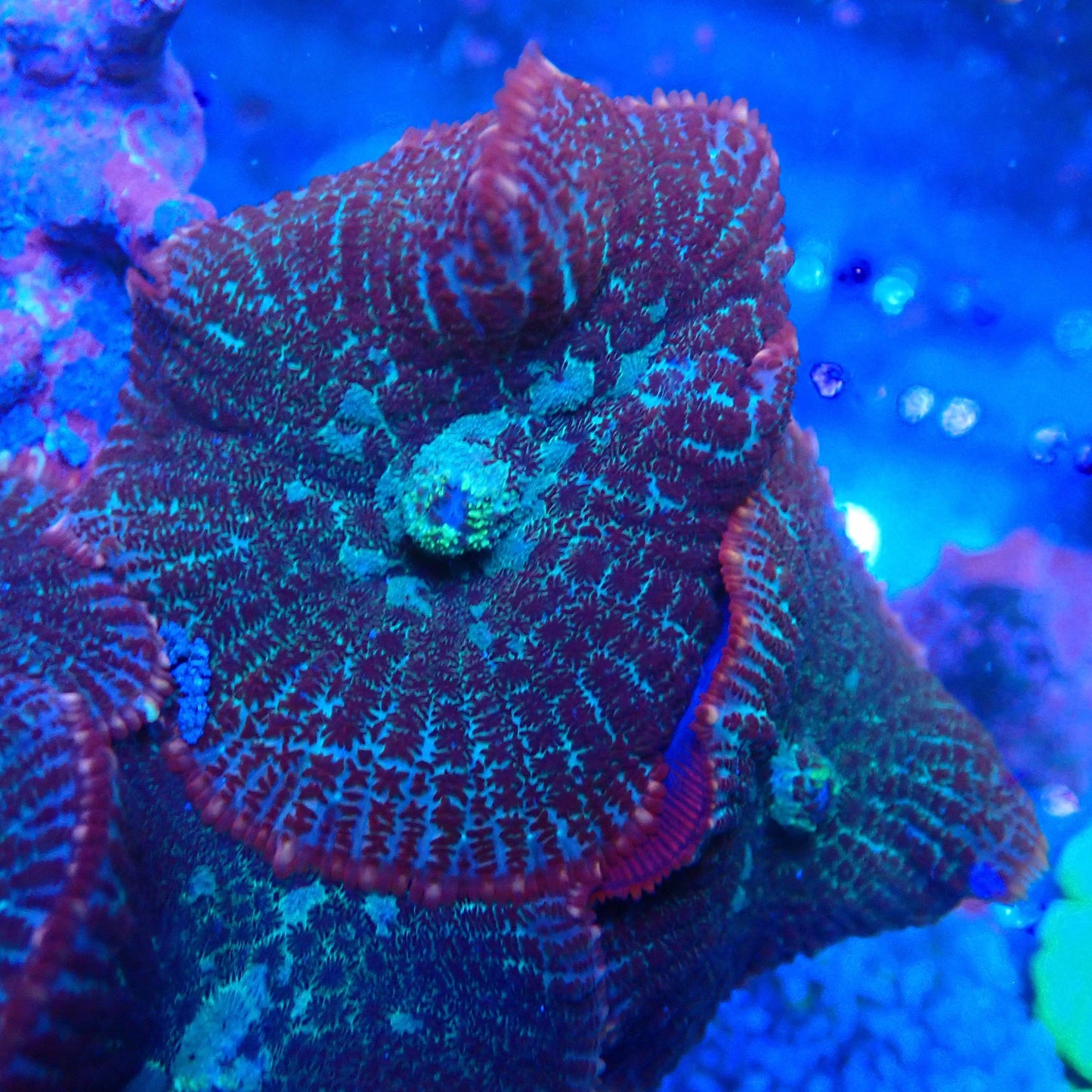 Creaming Soda Rhodactis