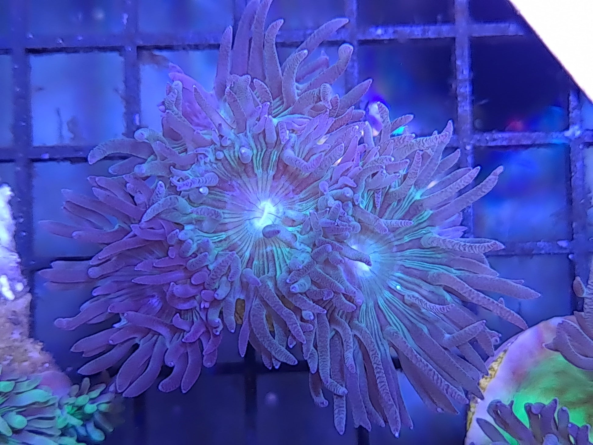 Duncan Coral Frag