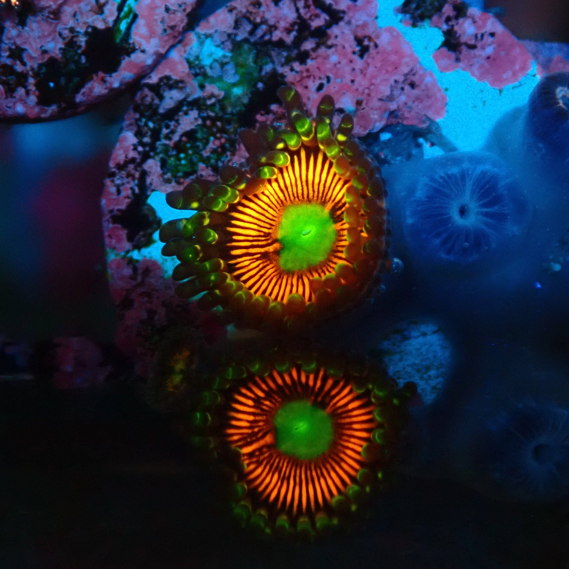 Everlasting Gobstopper Zoanthid Frag
