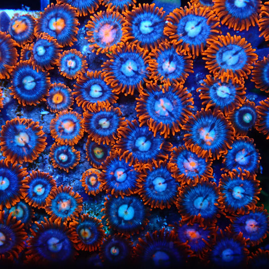 Fire and Ice Zoanthid Frag