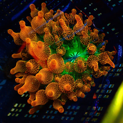 Forest Fire Rose Bubble Tip Anemone