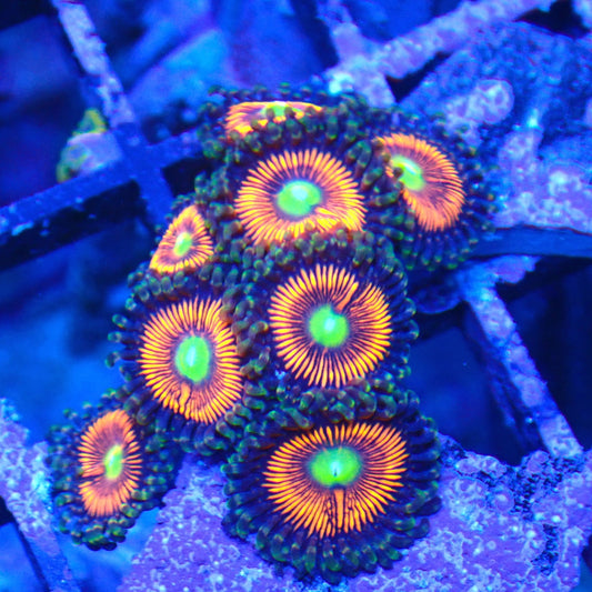 Everlasting Gobstopper Zoanthid Frag