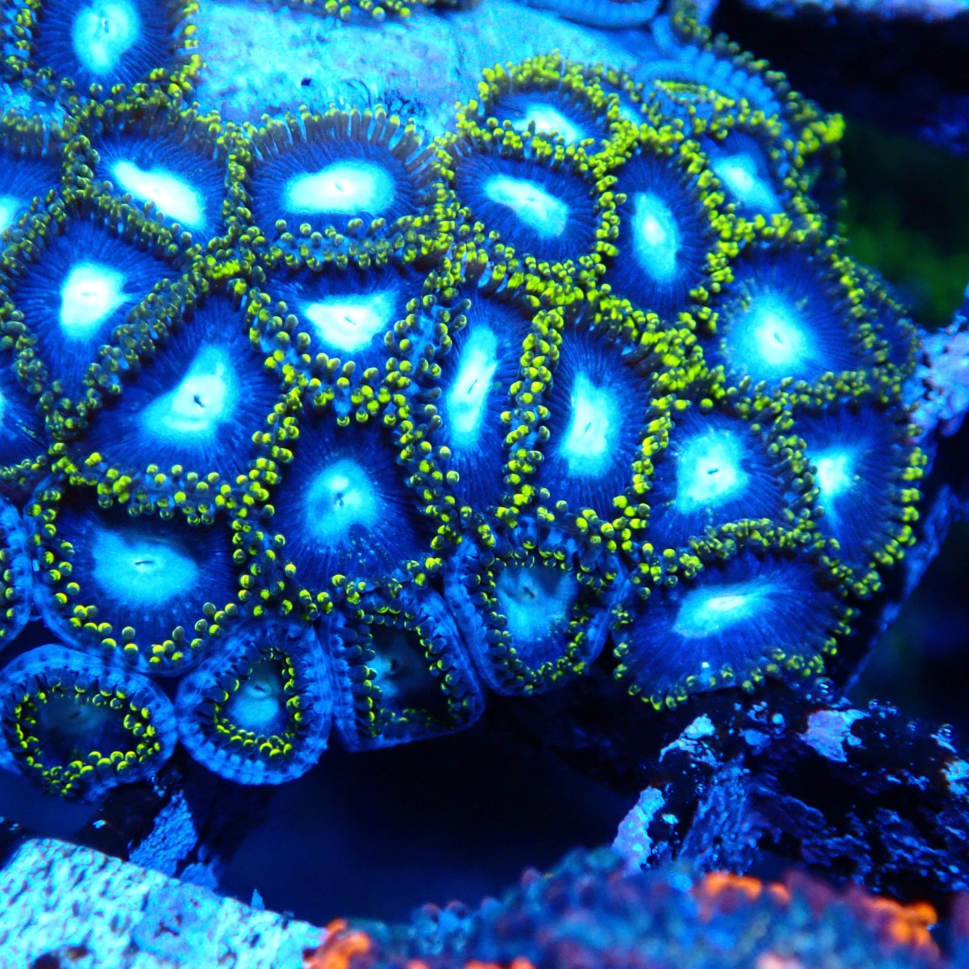 Gold Nuggets Zoanthid Frag
