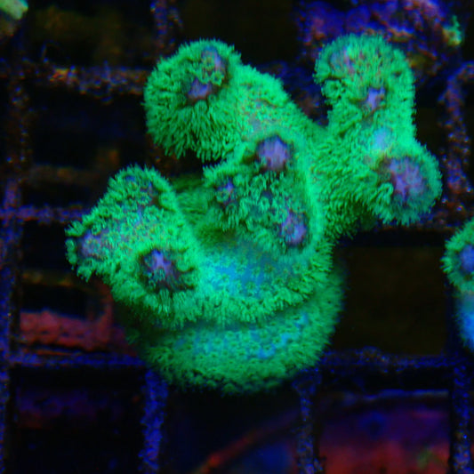 Green Pocci Frag