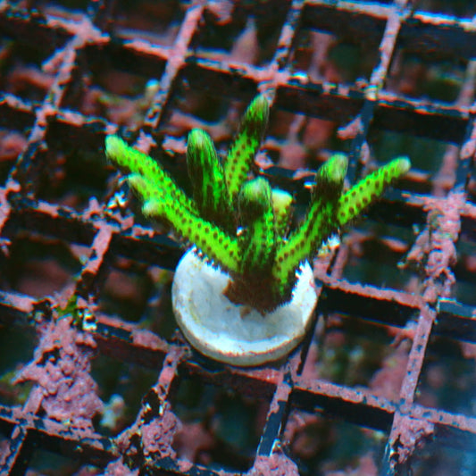 Green + Purple Birdsnest Frag