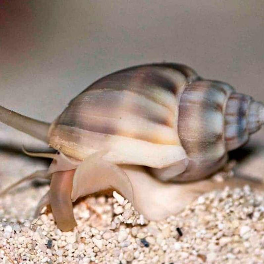 Nassarius Snail