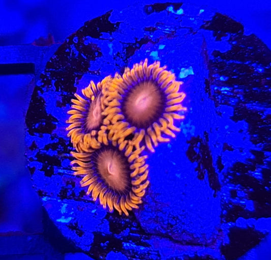 Orange Bam Bam Zoanthid Frag