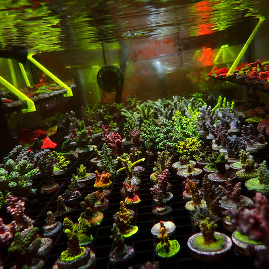 Lucky Dip Acropora Pack - 5 Frags