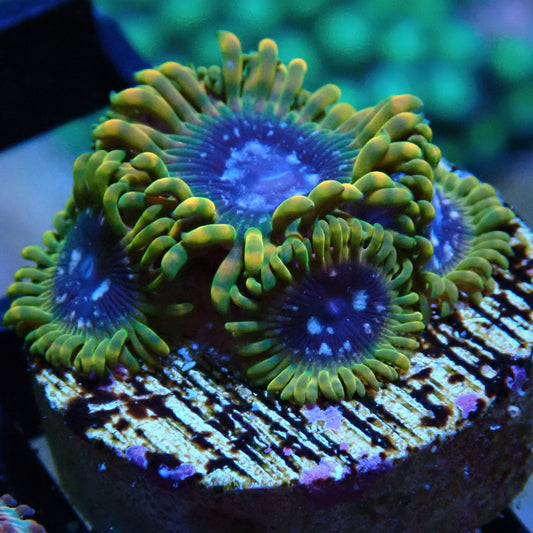 Acid Reflux Zoanthid Frag