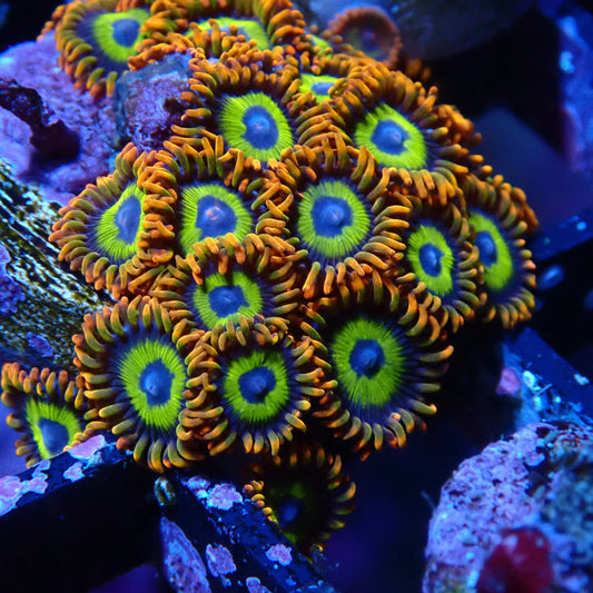 Fruit Loop Zoanthid Frag