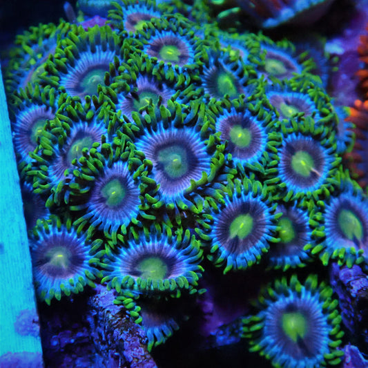 Crayola Zoanthid Frag