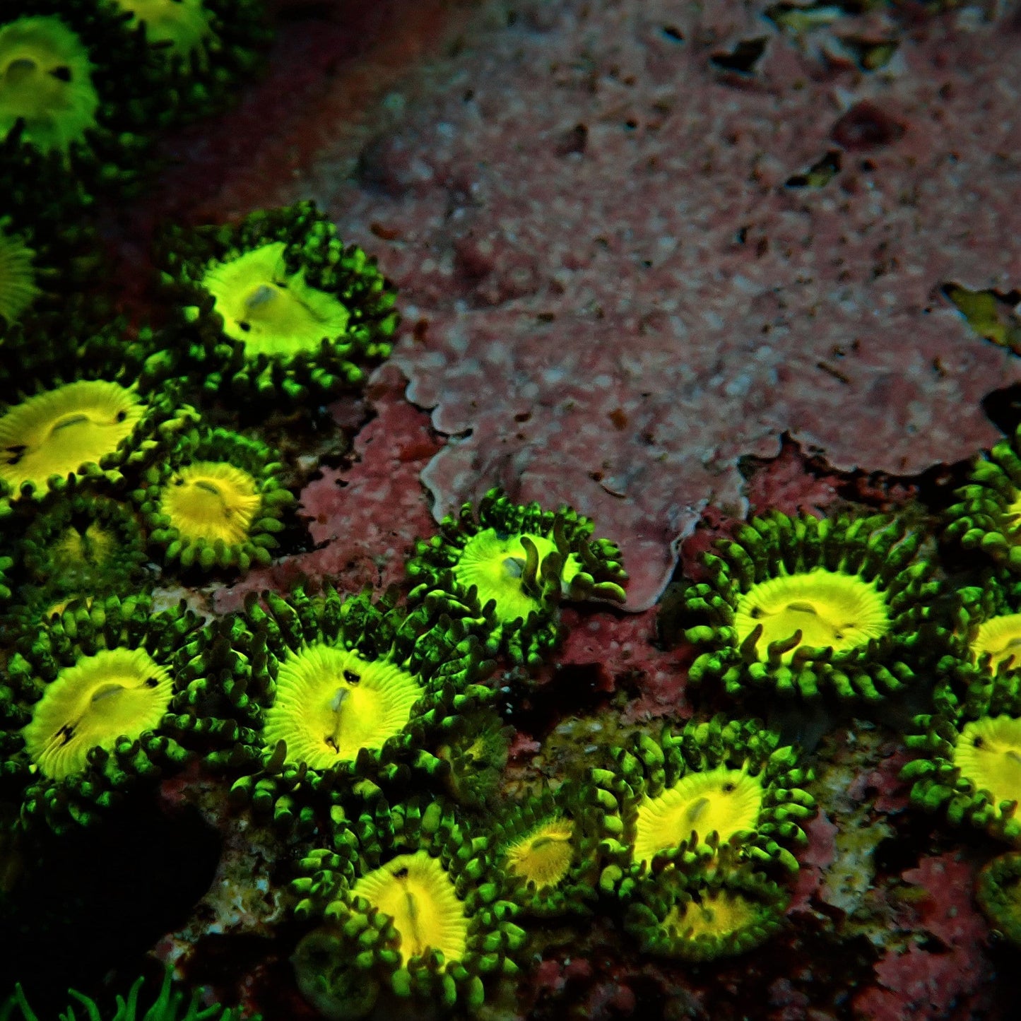 Pacman Zoanthid Frag