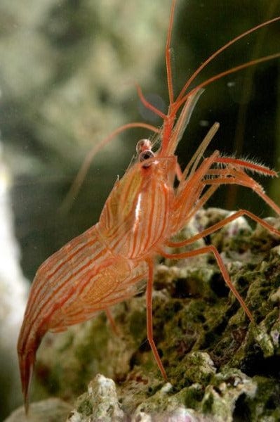 Peppermint Shrimp