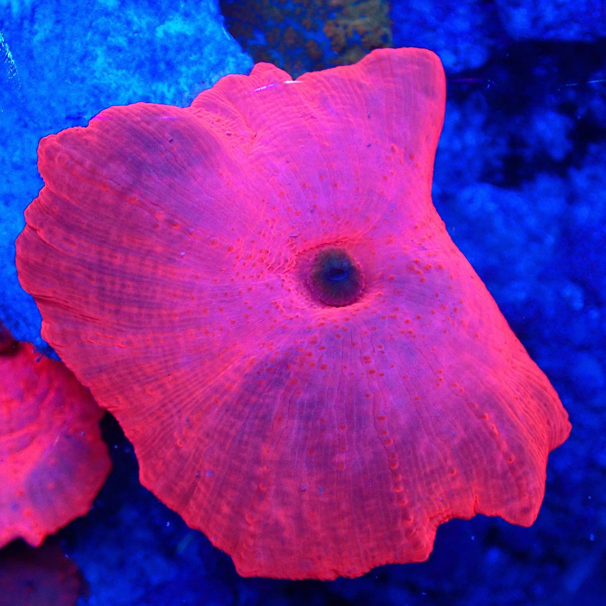 Pink Mushroom