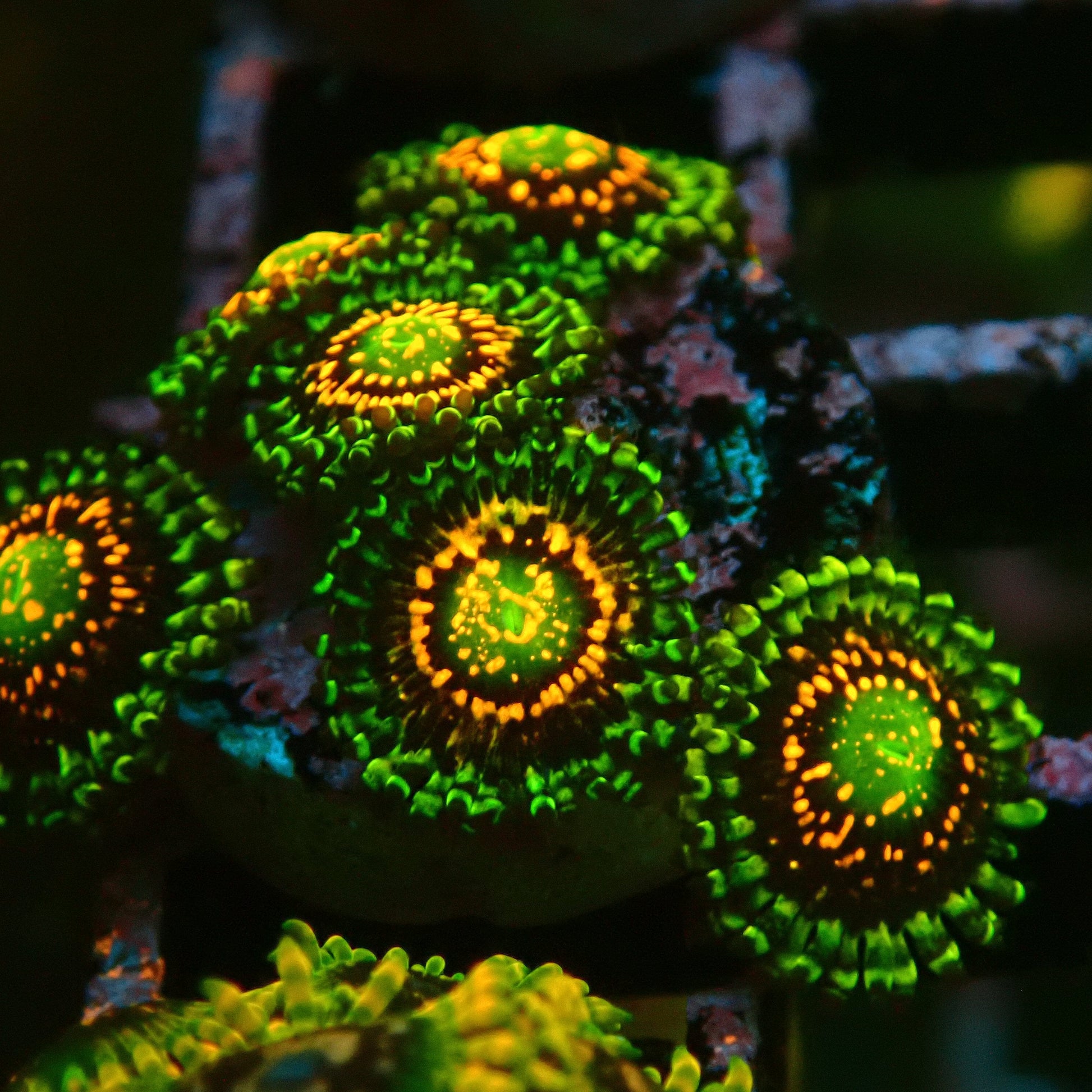 Rainbow Incinerator Zoanthid Frag