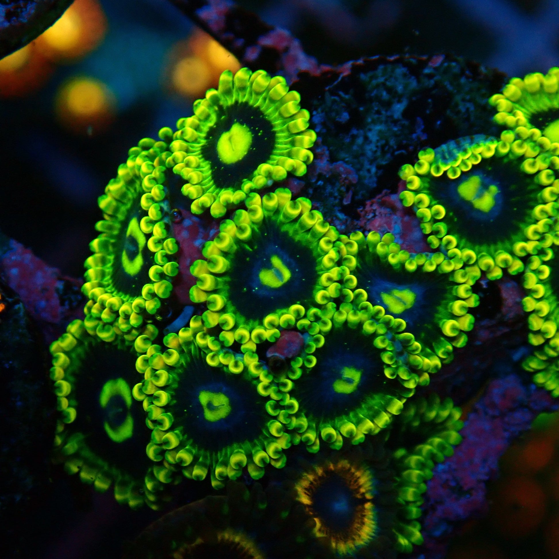 Rainbow Yoda Zoanthid Frag