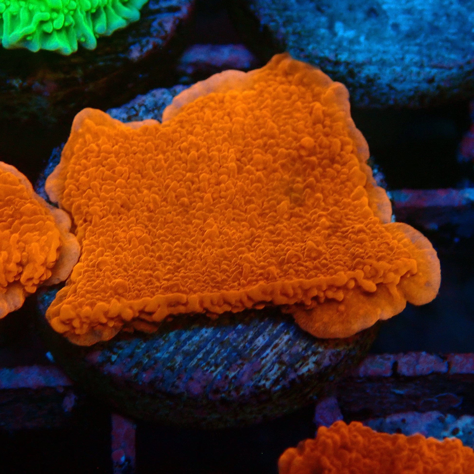 Red Scrolling Montipora Frag