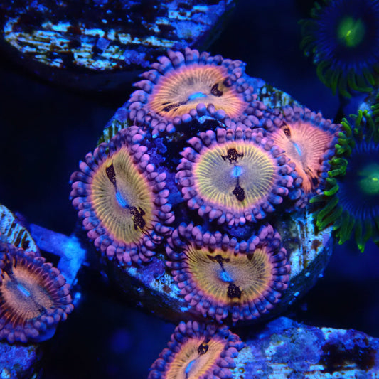 Sakura Sunrise Zoanthid Frag