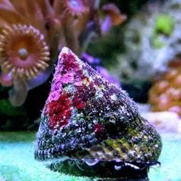 Trochus Snail