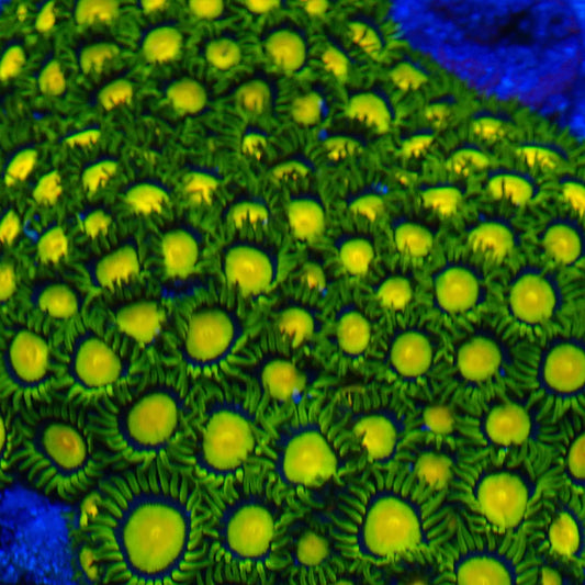 Tutti Frutti Zoanthid Frag