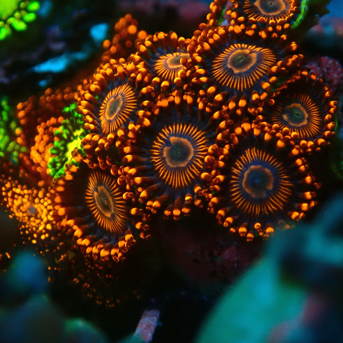 Twizzler Zoanthid Frag – Krakking Korals