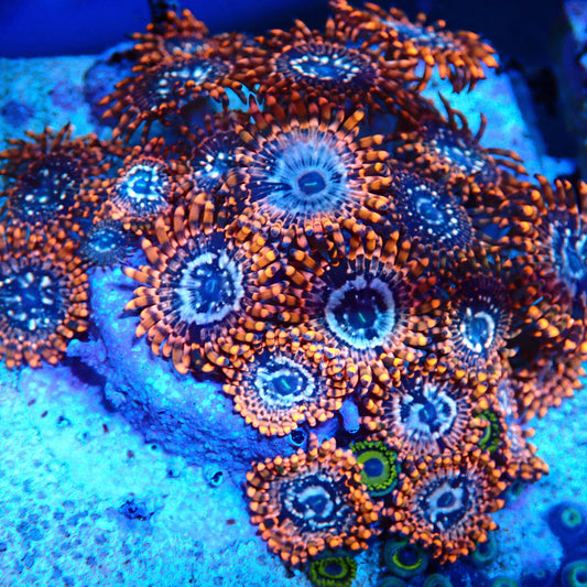 Utter Chaos Zoanthid Frag