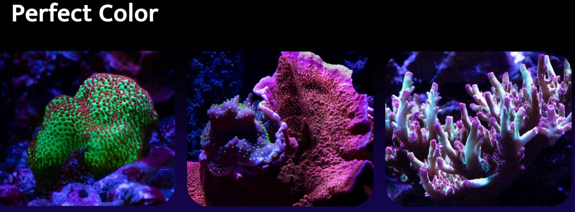 A500X Tuna Blue - Kessil