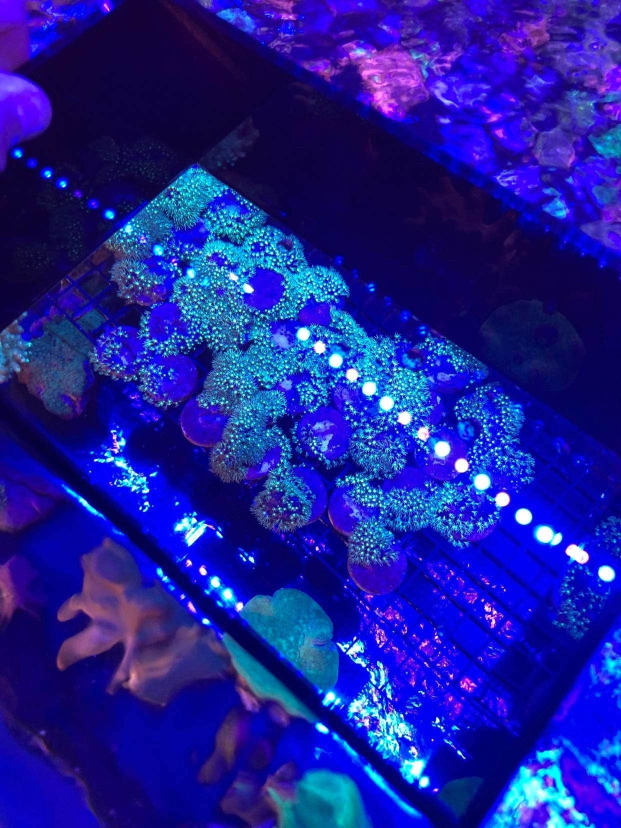Coral Phone Viewer - Krakking Korals