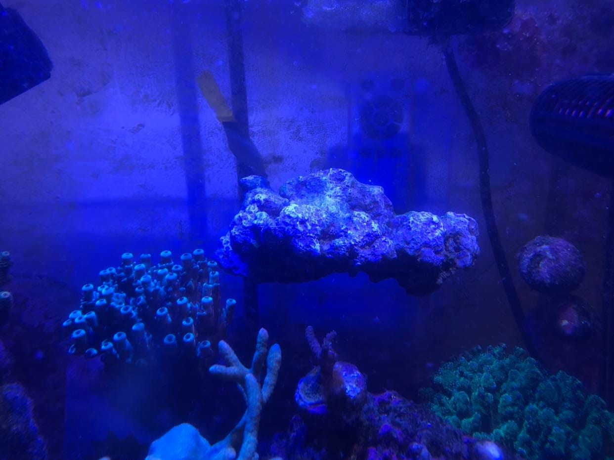 Floating Aquascape - Magnetic