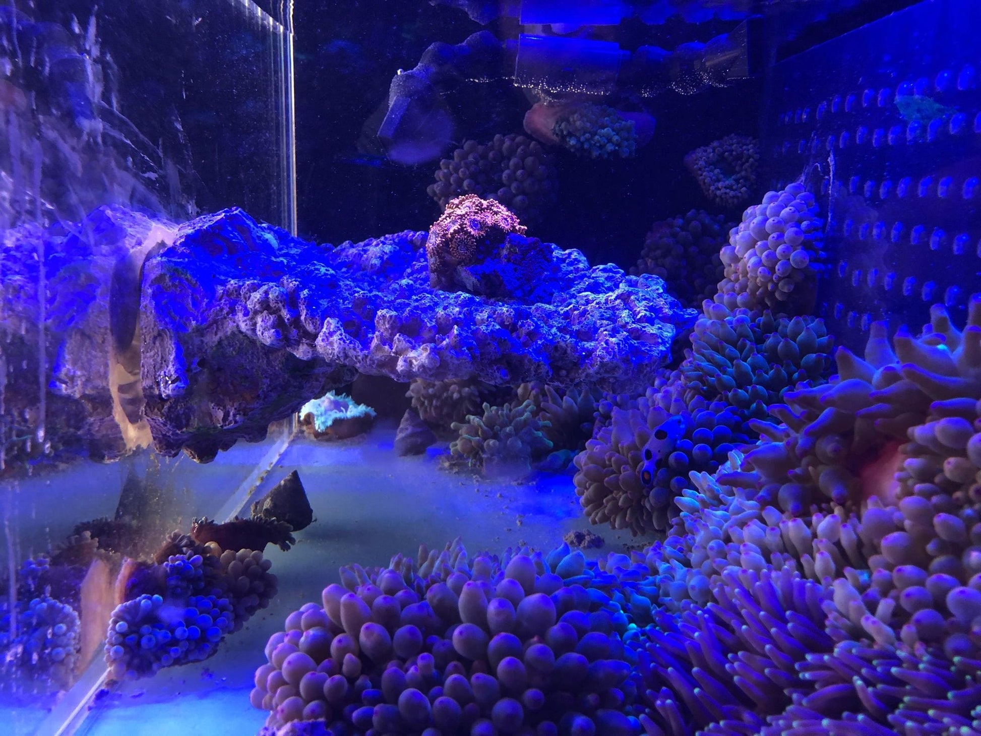 Floating Aquascape - Magnetic