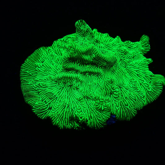 Green Leptoseris Frag