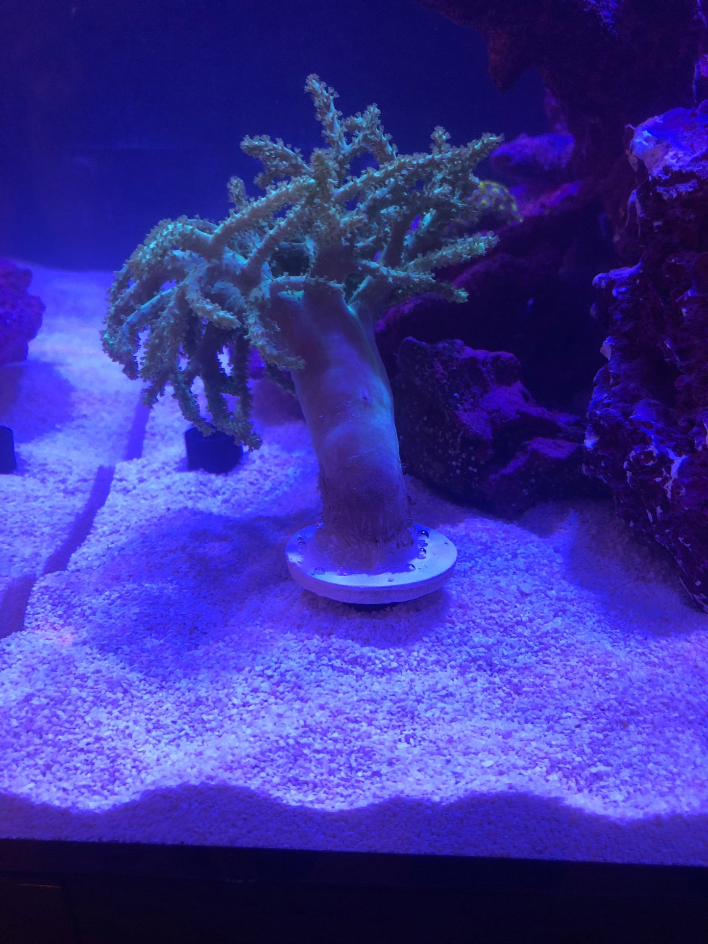 Frag stand