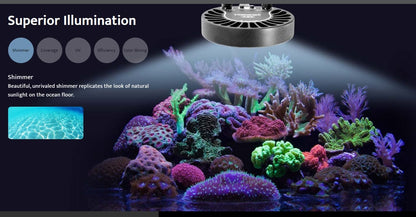 A80 Tuna Blue- Kessil
