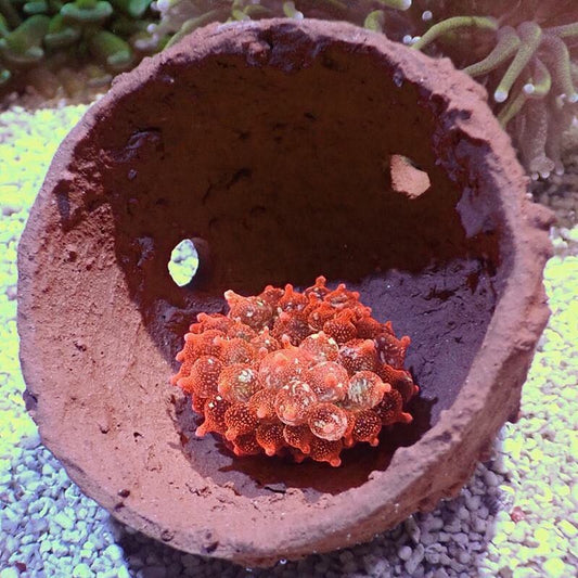 Anemone Nest