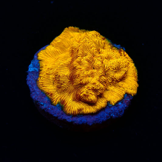 Orange Leptoseris Frag