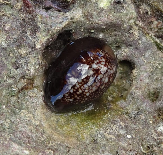 Serpent Cowrie Snail