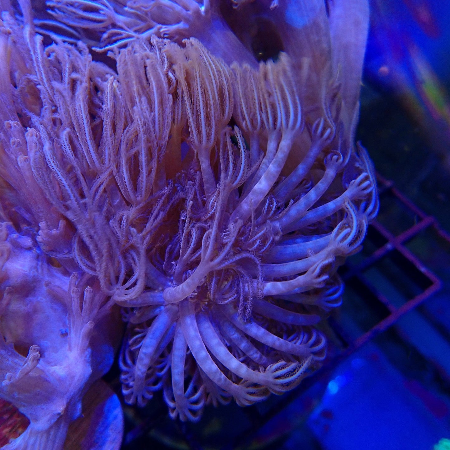 Xenia Frag